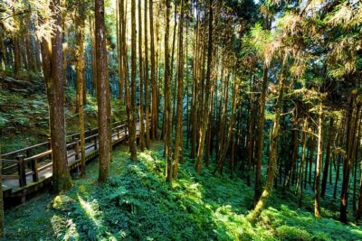 Alishan 2Day Shared Tour from Taipei