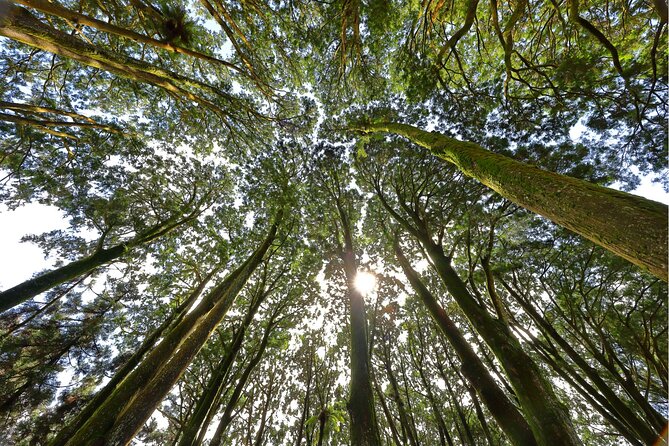 Alishan 2Day Shared Tour from Taipei - Hinoki Village and Chiayi’s Japanese-era wood buildings