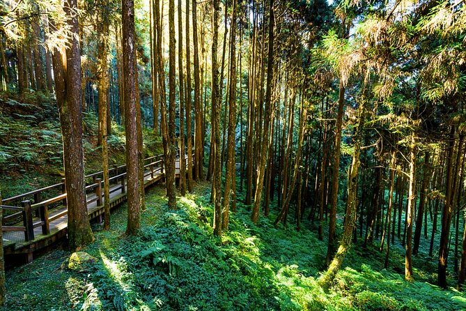 Alishan 2Day Shared Tour from Taipei - Three hours among Alishan’s forest trails