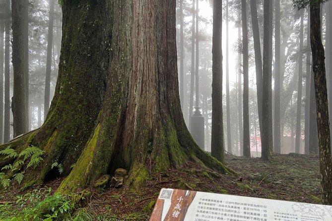 Alishan Day Tour from Chiayi (Incl. Park Entrance) - Four hours among Alishan’s ancient trees
