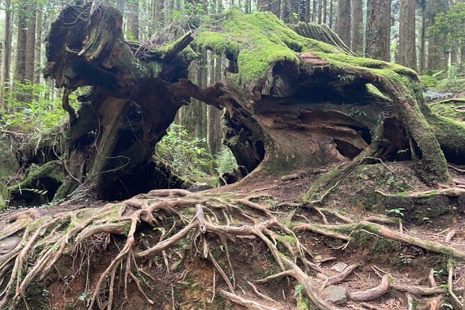 Alishan One Day Tour from Taichung - A 7:30 am pickup and a long ride into the hills