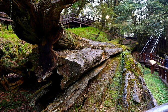 Alishan Private Day Tour from Taichung - Why this Alishan trip works from Taichung
