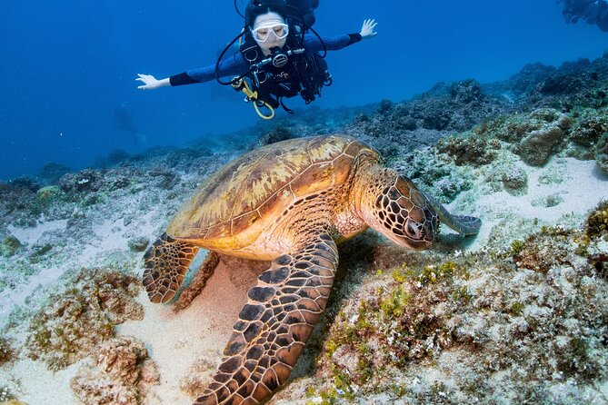 Discover Scuba Diving With Sea Turtles – Xiaoliuqiu, Taiwan - Key points about this Xiaoliuqiu turtle experience