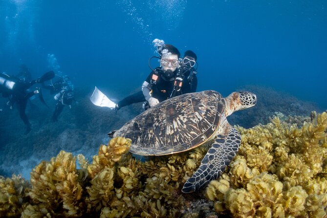 Discover Scuba Diving With Sea Turtles – Xiaoliuqiu, Taiwan - Why Xiaoliuqiu is such a good place to meet turtles
