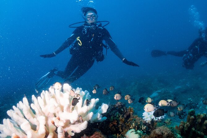 Discover Scuba Diving With Sea Turtles – Xiaoliuqiu, Taiwan - What you might see below the surface