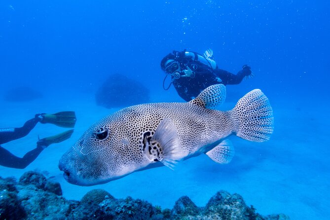 Discover Scuba Diving With Sea Turtles – Xiaoliuqiu, Taiwan - Is the $83 price good value?