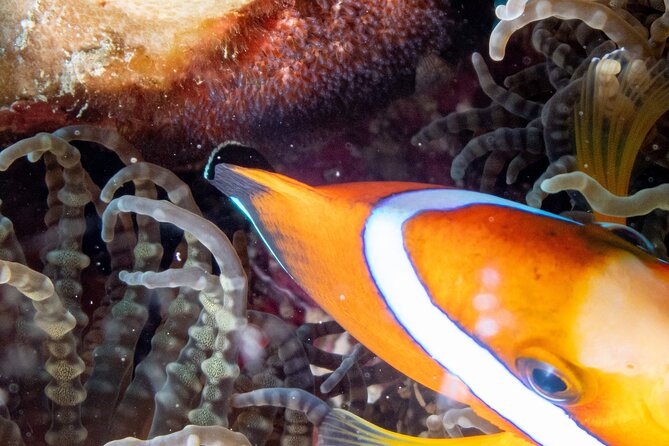 Discover Scuba Diving With Sea Turtles – Xiaoliuqiu, Taiwan - Who will enjoy this experience most?