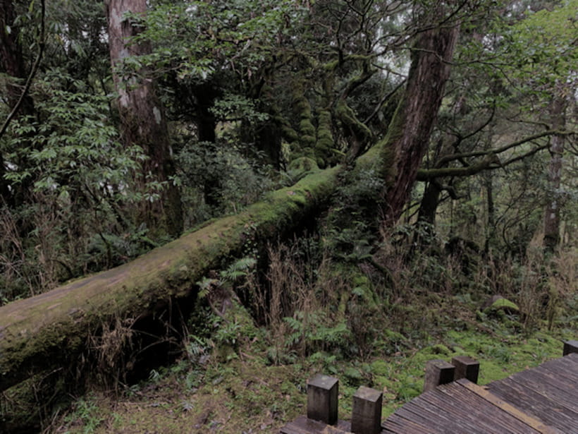From Taipei: Taipingshan National Forest Private Day Tour - The Bong Bong Train, a small ride with real charm