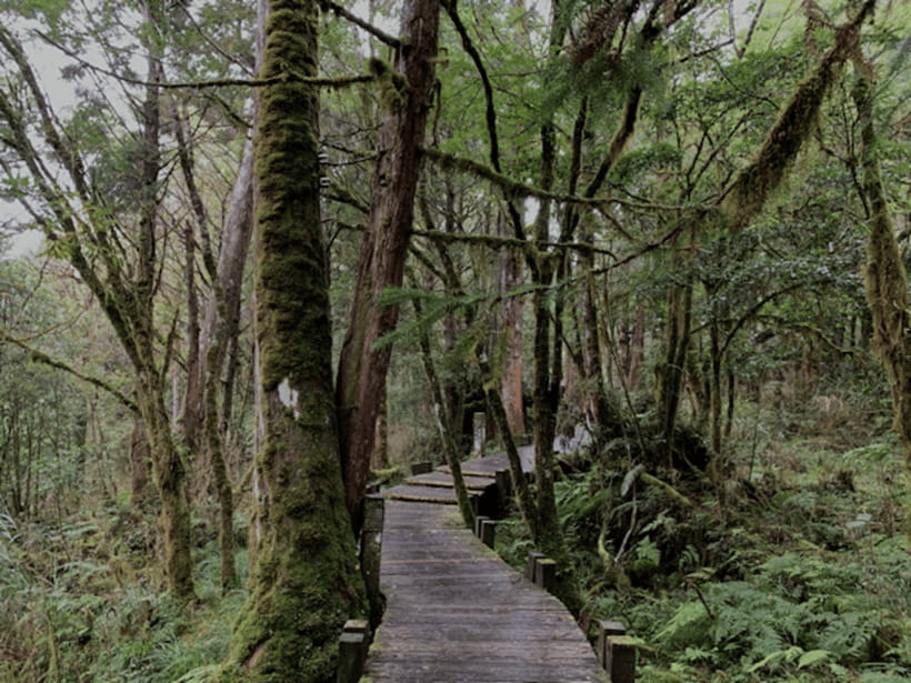 From Taipei: Taipingshan National Forest Private Day Tour - Price, extra costs, and overall value