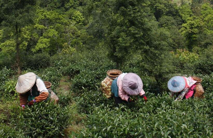 From Taipei: Thousand Island Lake and Pinglin Tea Plantation - Who should book this half-day trip