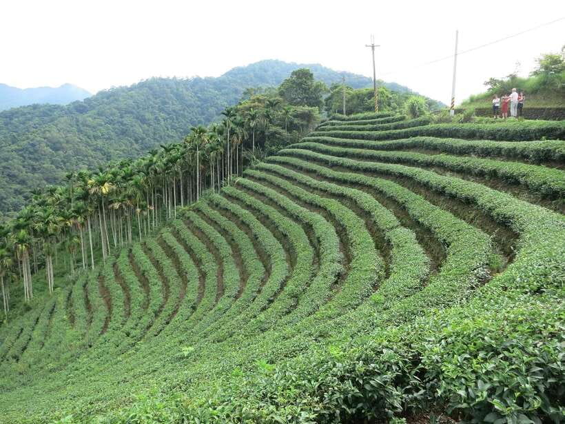From Taipei: Thousand Island Lake and Pinglin Tea Plantation - Pinglin Tea Museum and the story behind the cup