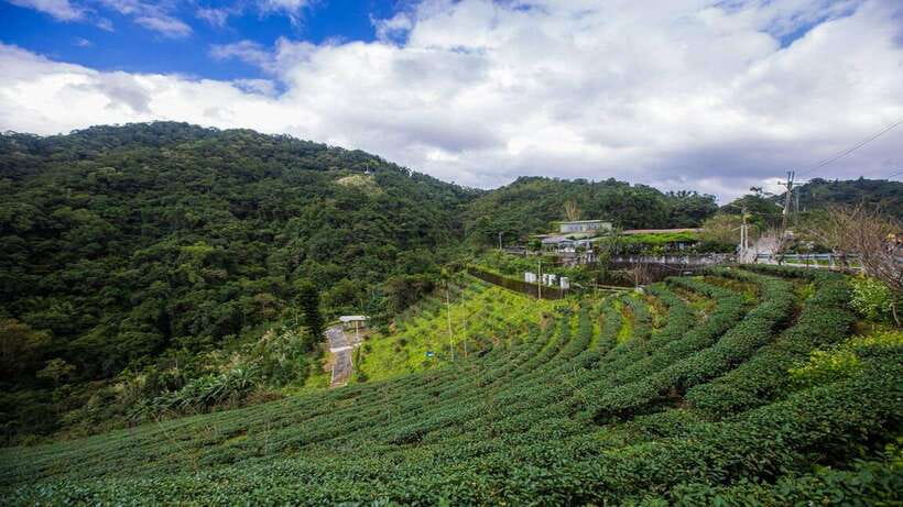 From Taipei: Thousand-Island Lake & Tea Museum Private Tour - Leaving Taipei for Thousand Island Lake