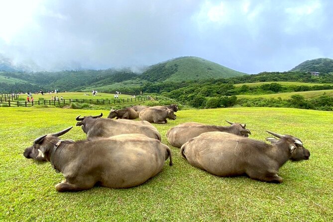 Full-day Tour in Yangmingshan & Beitou from Taipei (Small Group) - Guide quality and the small-group advantage