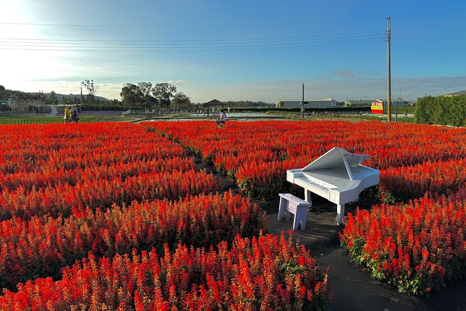 Gaomei Wetlands, Rainbow Village, Miyahara & Zhongshe from Taipei - Zhongshe Flower Market brings color to the morning