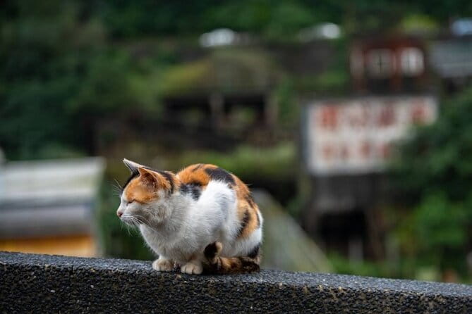 Jiufen, Shifen and Houtong Cat Village Private Tour - The day at a glance