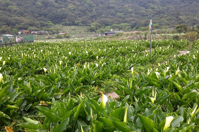 Keelung port pick up day tour ( private group) - Jiufen Old Street, gold-town atmosphere and tea