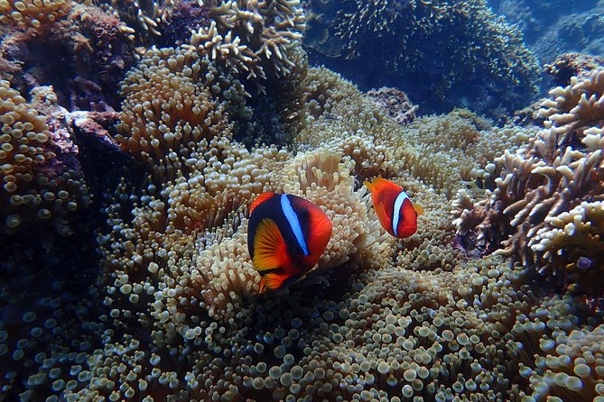 Kenting, Taiwan|Snorkeling Free underwater photography One-on-one with instructor|Taiwan Diving Snorkeling - Is $28 Good Value?