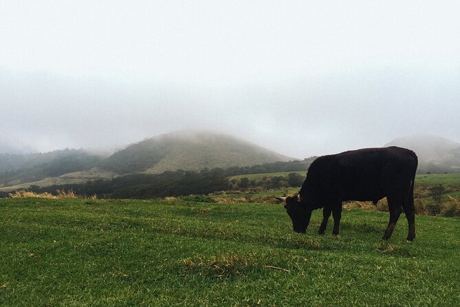 One Day Hike around Taipei's Yangmingshan National Park - Key Things to Know Before You Go