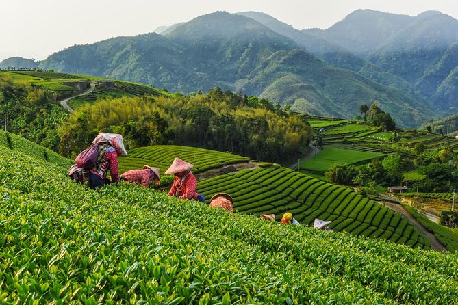 Sip & Savor: Maokong Tea & Shenkeng Stinky Tofu Private Day Tour - Key things to know before booking