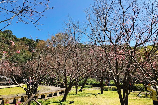Taipei Cherry Blossom Day Tour to Yangmingshan and Tamsui - Lunch and the short Tamsui pause