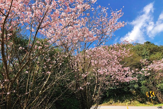 Taipei Cherry Blossom Day Tour to Yangmingshan and Tamsui - Tian Yuan Temple brings the dreamlike flower setting