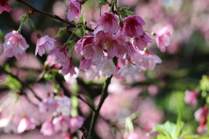 Taipei Cherry Blossom Day Tour to Yangmingshan and Tamsui - Is $85 a fair price?