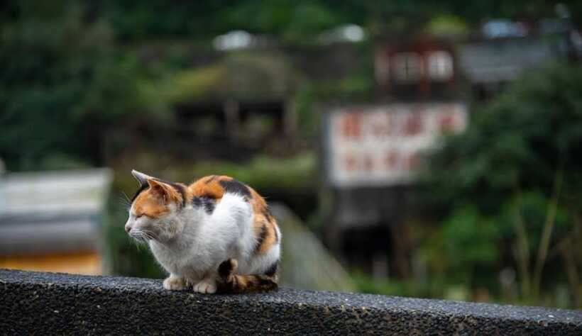 Taipei: Jiufen,Shifen & Houtong Cat Village Private Day Tour - Shifen Old Street and the railway through town