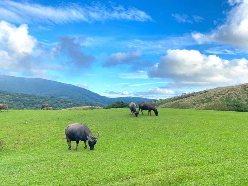 Taipei: Yangmingshan & Beitou Full-Day Tour - Price, pace, and practical value