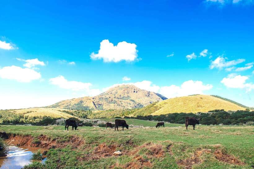 Taipei: Yangmingshan & Beitou Full-Day Tour - Yangmingshan National Park: flowers, grassland, and volcanic ground