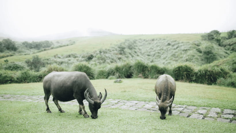 Taipei: Yangmingshan National Park Half-Day Tour - What the Guides Add to the Day