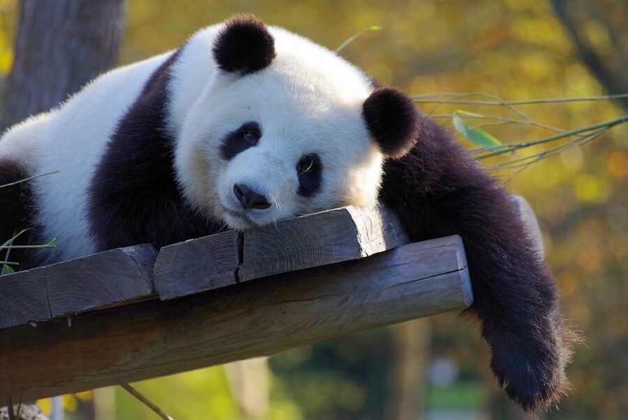 Taipei: Zoo Entrance Ticket - Moving from animals to Maokong Mountain