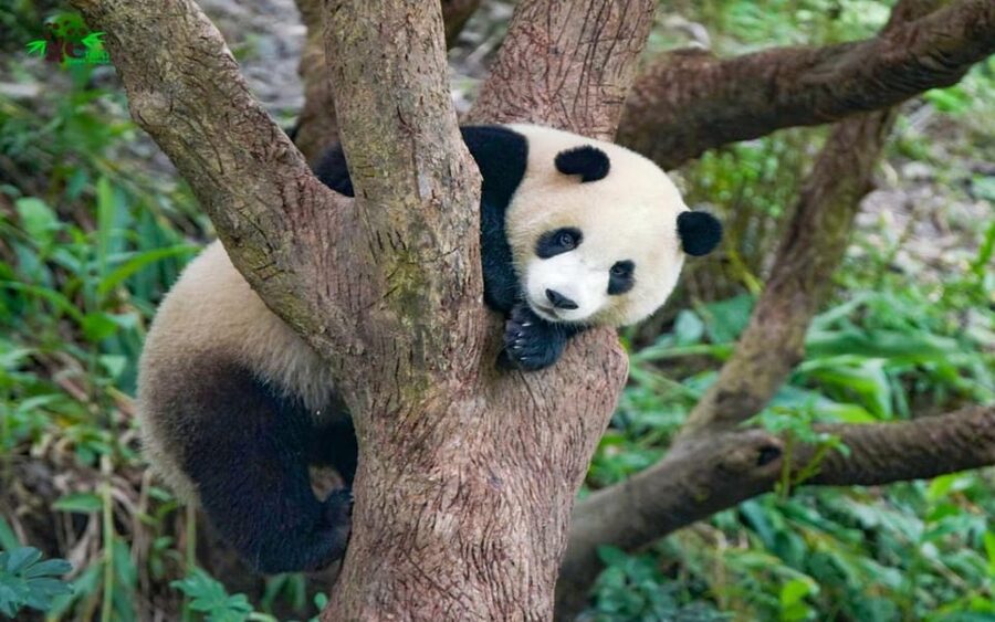 Taipei: Zoo Entrance Ticket - Timing your day without rushing