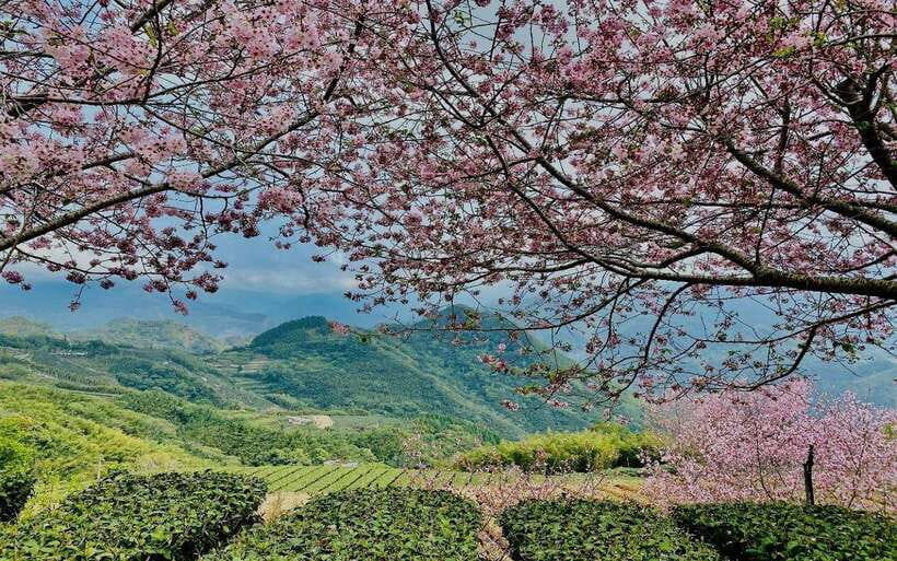 Taiwan: Alishan National Forest Recreation Area E-ticket - Key points to know before you go