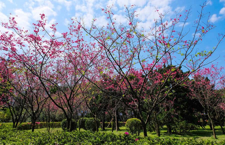 Taiwan Taipei: 8-Hour Customized Taipei City Exploration! - Key points to know before booking