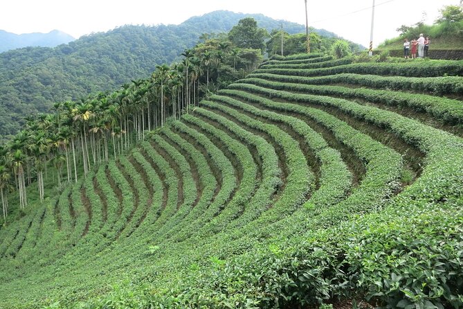 Thousand Island Lake and Pinglin Tea Plantation from Taipei - Key points before you book