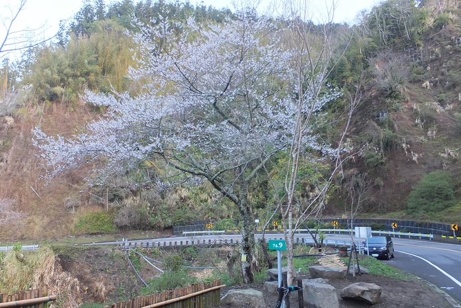 Two-day Sun Moon Lake & Alishan Forest Park Tour Package - Who will get the most from this tour?