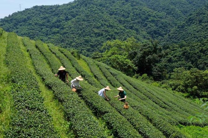 Yilan Rural Tea Picking Experience from Taipei City - Leaving Taipei for Yilan’s tea country