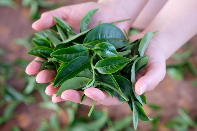 Yilan Rural Tea Picking Experience from Taipei City - A tea-infused lunch in the middle of the day
